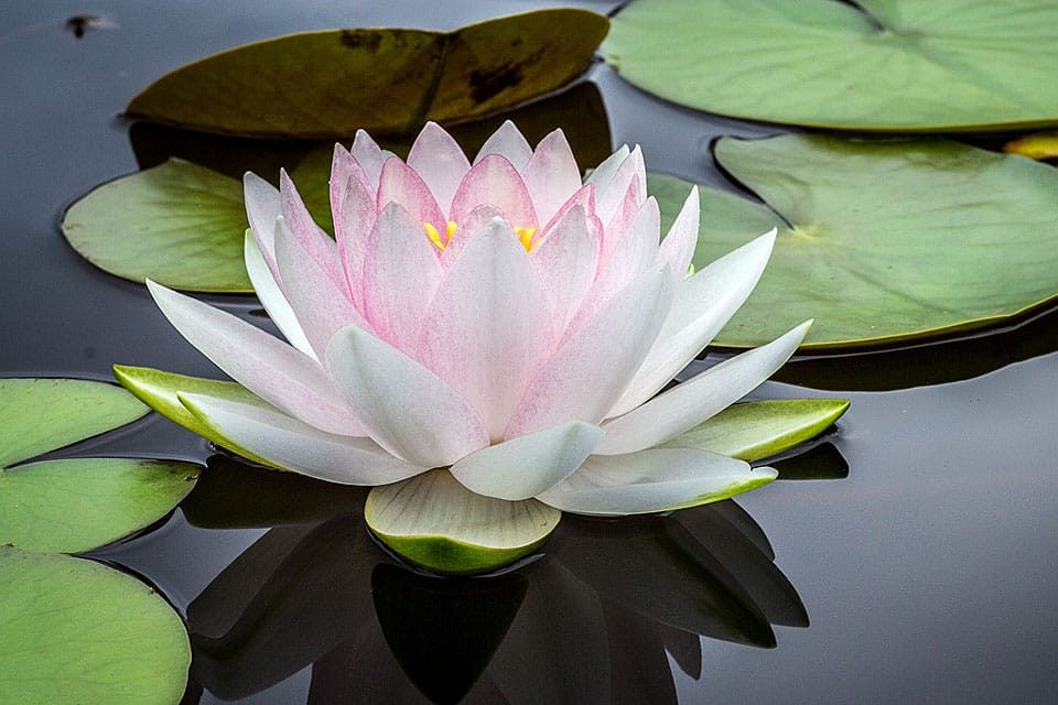 西洋水蓮（せいようすいれん） - GreenJane