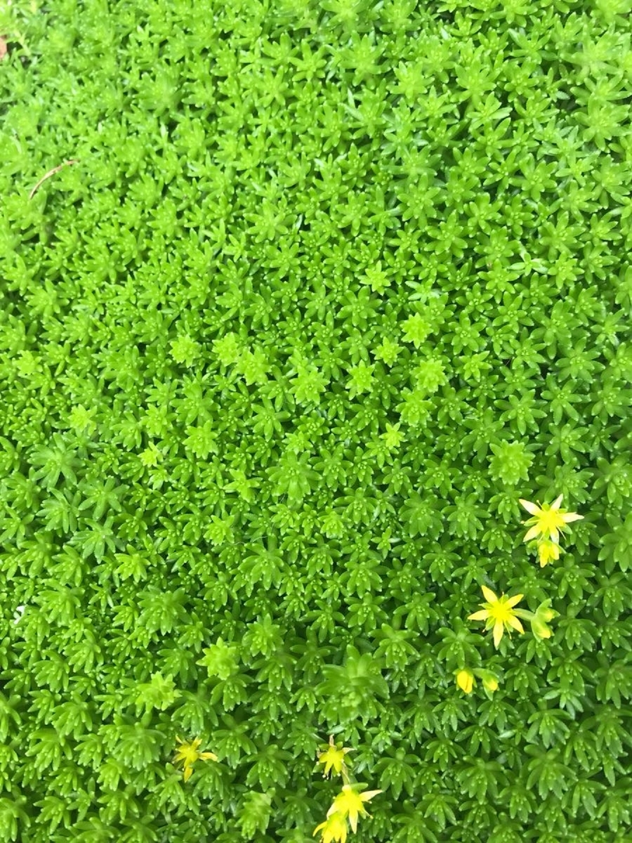 セダム　ゴールデンカーペットの黄色い花