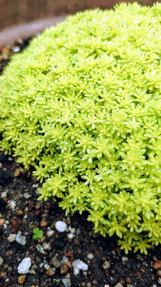 セダム　ゴールデンカーペットの鉢植え
