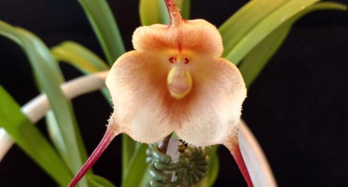 洋蘭 原種 着生蘭 野生蘭 珍奇植物 モンキーオーキッド Dracula simia