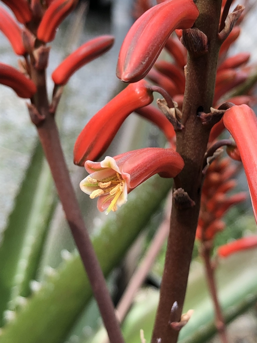 アロエの花