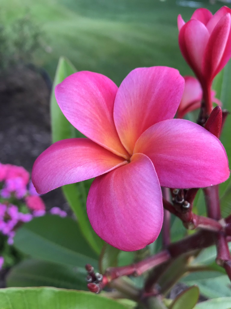 プルメリア - GreenJane