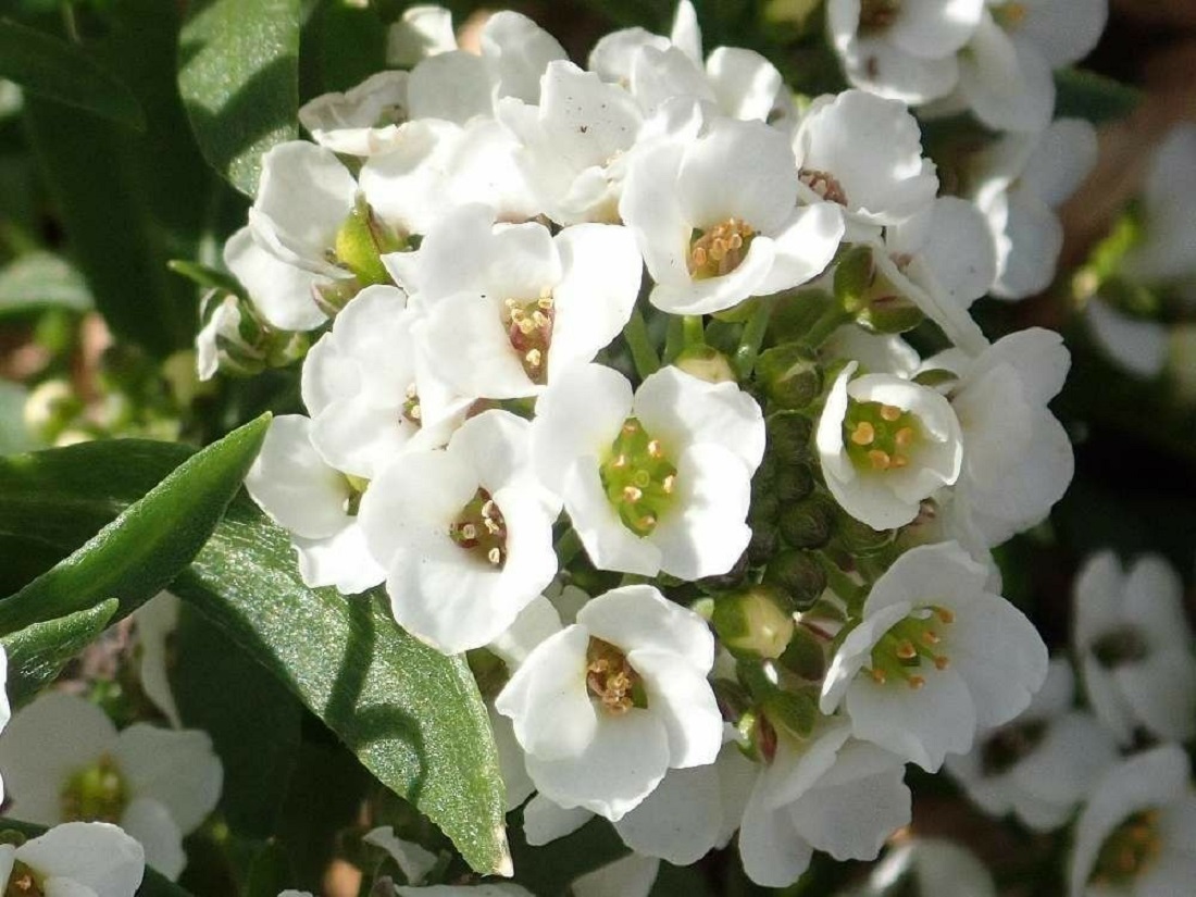 アリッサムの花
