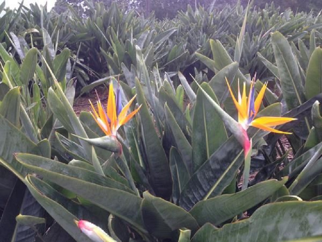 ストレリチアの群生