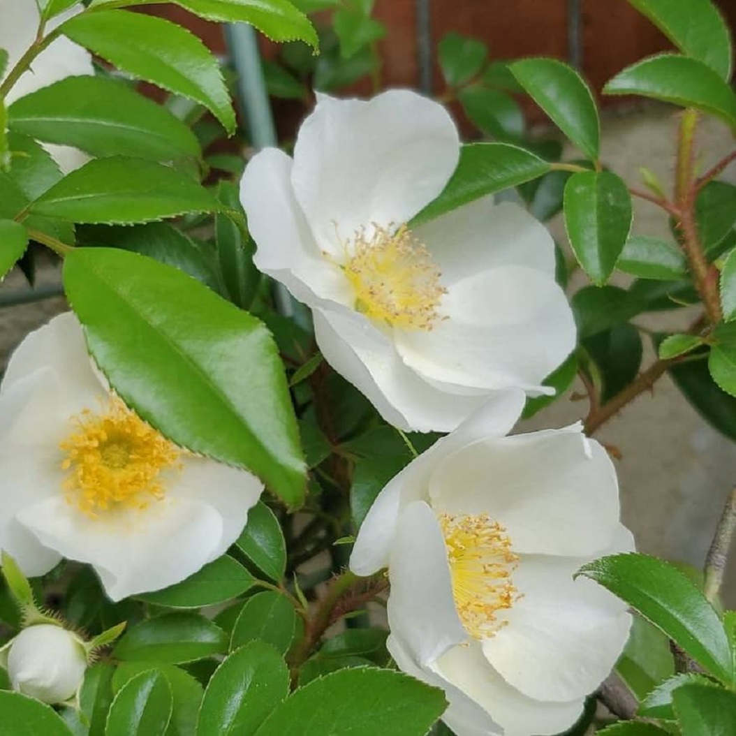 チェロキーローズの花