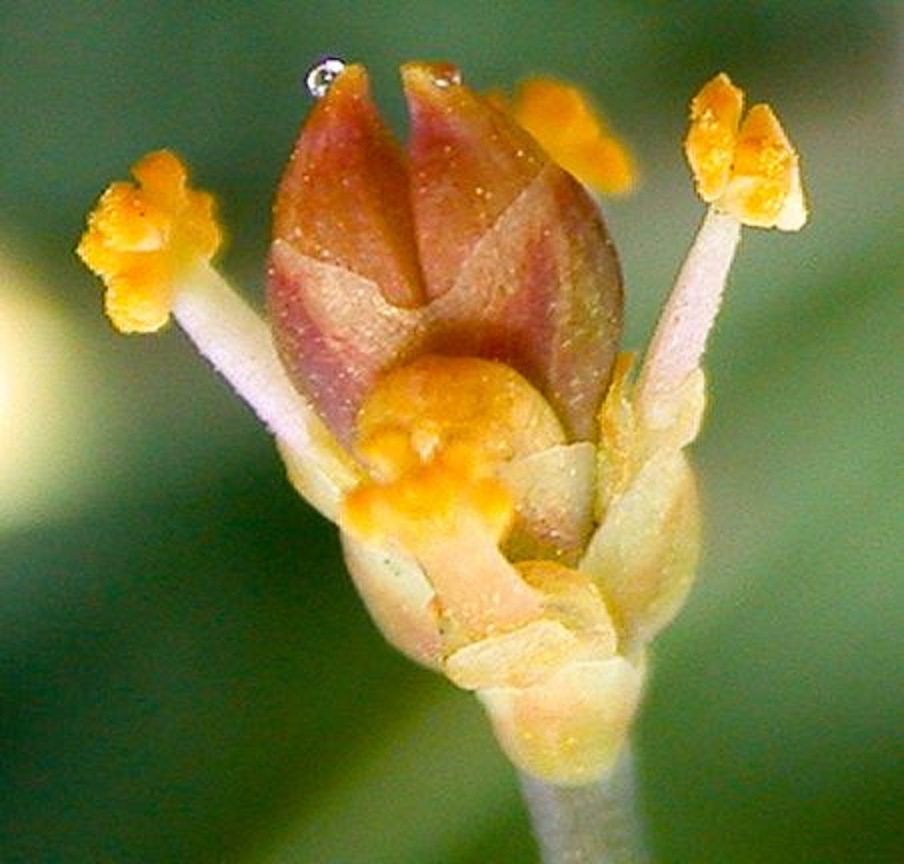 まおう（麻黄）の花
