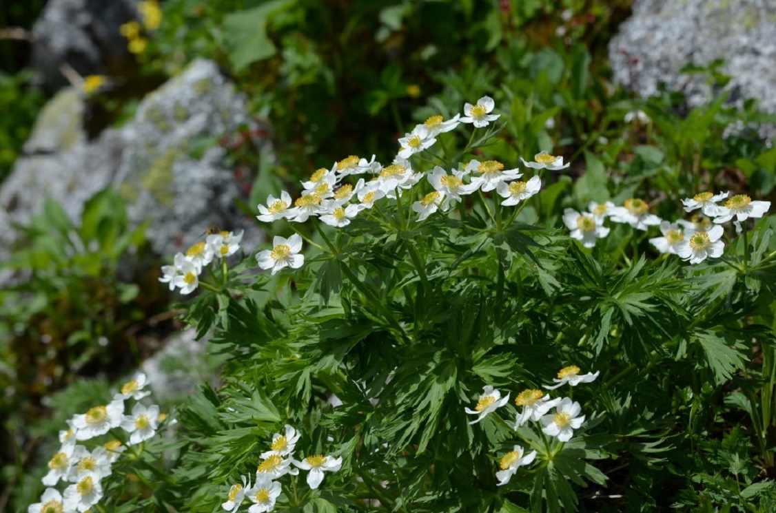 はくさんいちげの群生