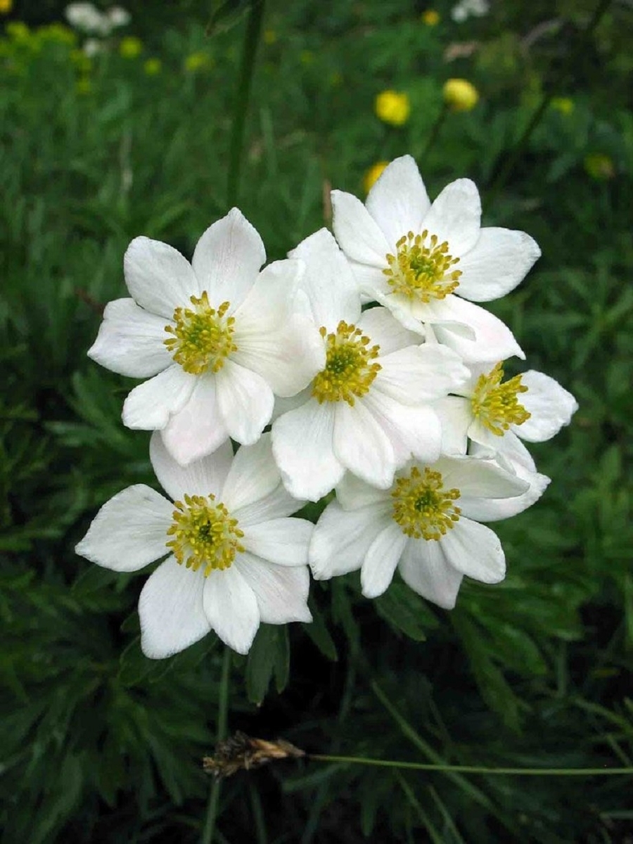 はくさんいちげの花