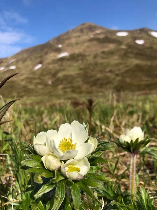 はくさんいちげ