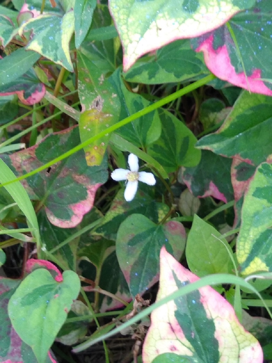 五色どくだみの花