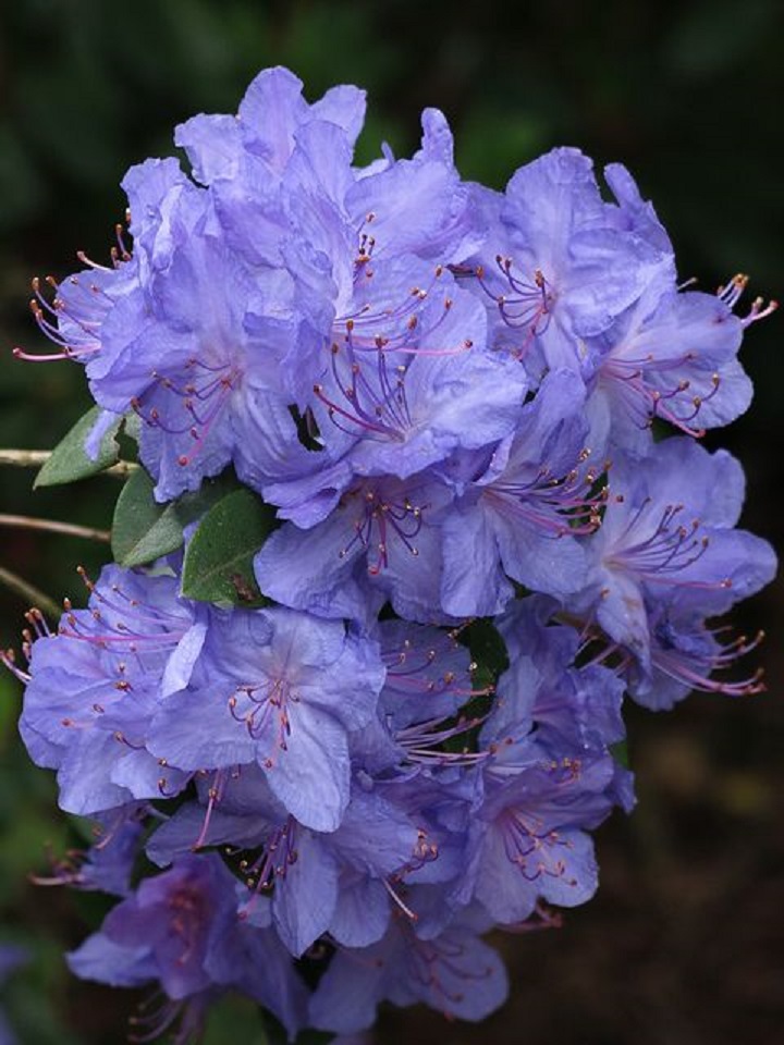 しゃくなげ”クレーターレイク”の花