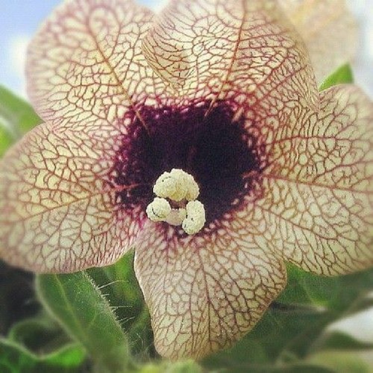 ひよすの花