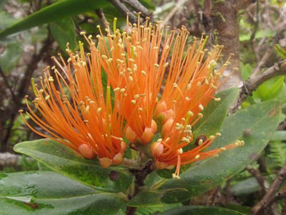 ハワイ固有種 オヒアレフア レフアマモ(花は黄色) ハワイでも超レア！？ハワイ島ヒロの町に咲く珍しい色の