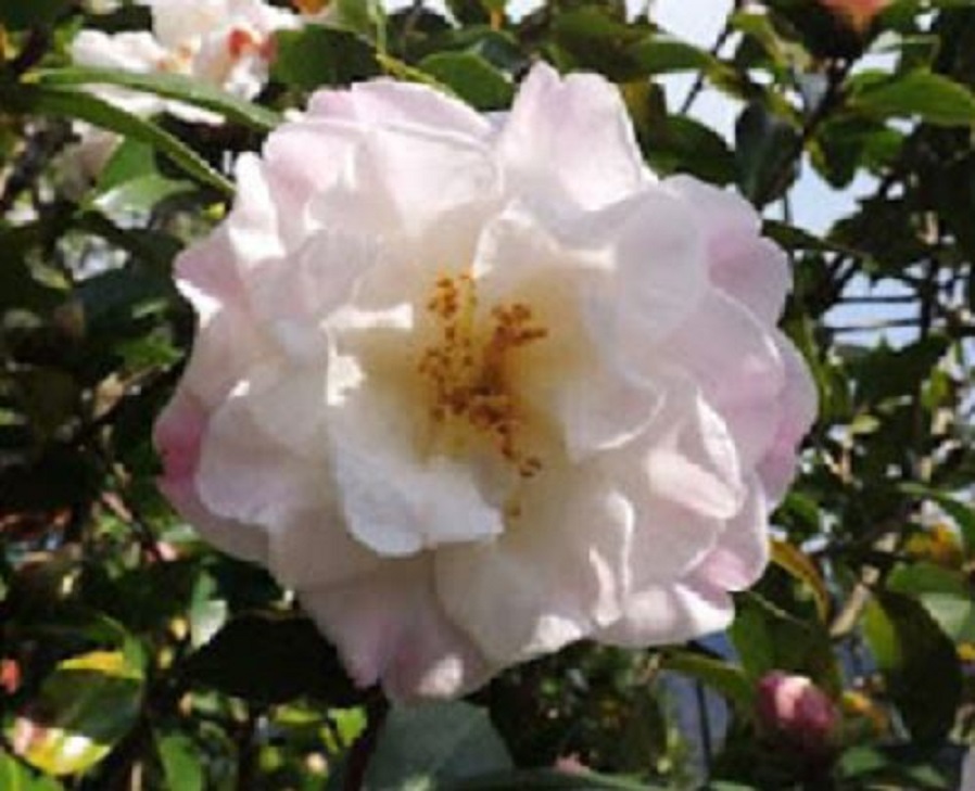 椿’クリシーズ・レティック’の花