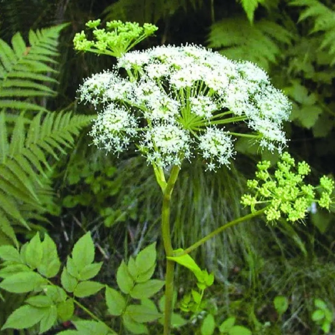 鎧草の花