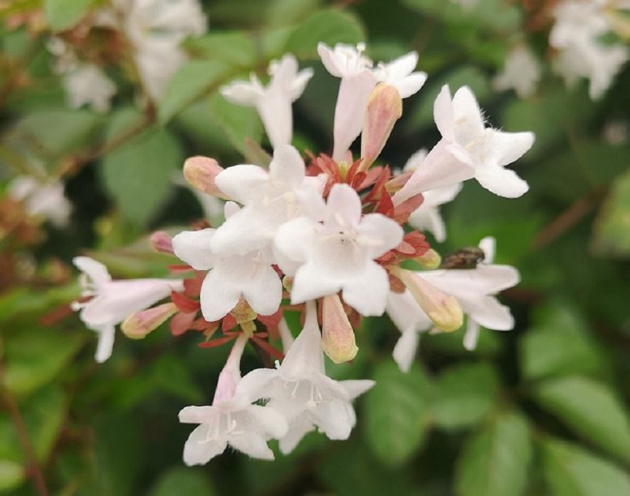 アベリアの花