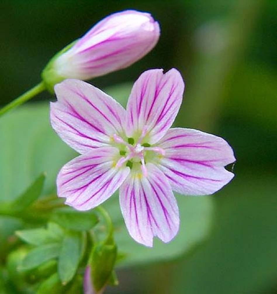 モンティア・シビリカの花