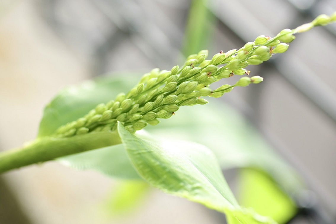 きびの花穂