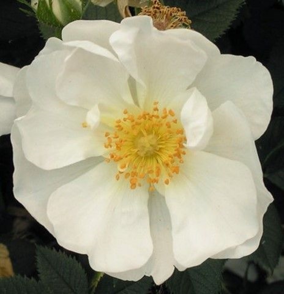 アルバローズに最も似ているとされるアルバ・セミプレナの花
