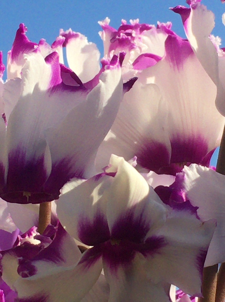シクラメンの花