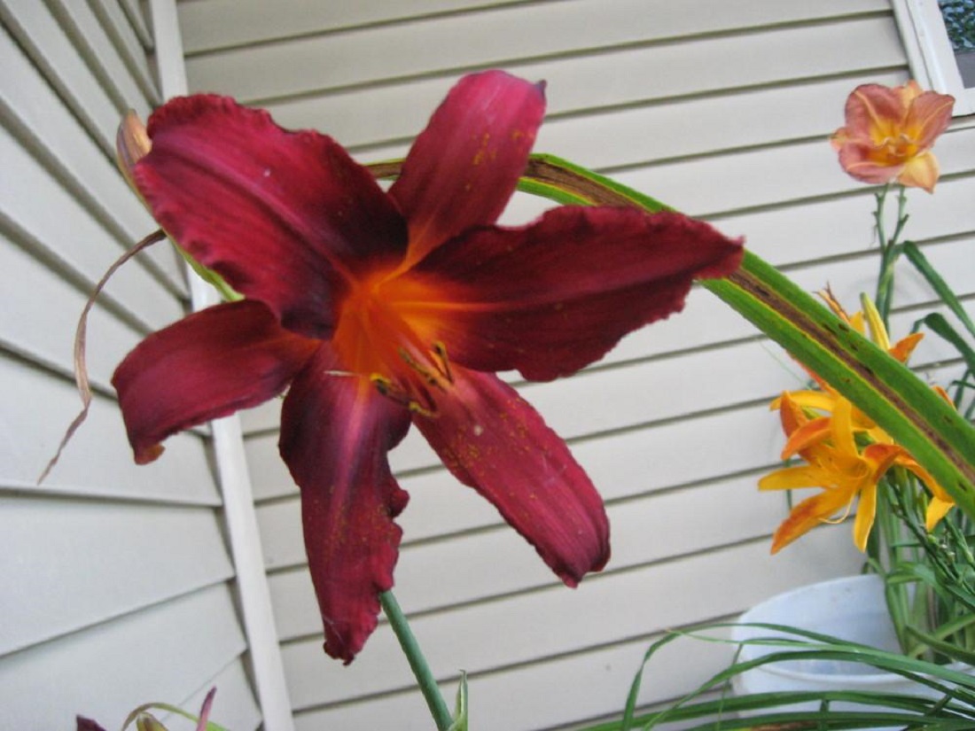 忘れ草ベルゼブブ