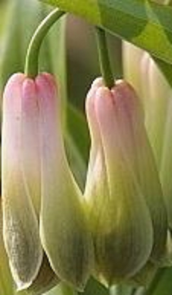 ほうちゃくそう肩紅花の花