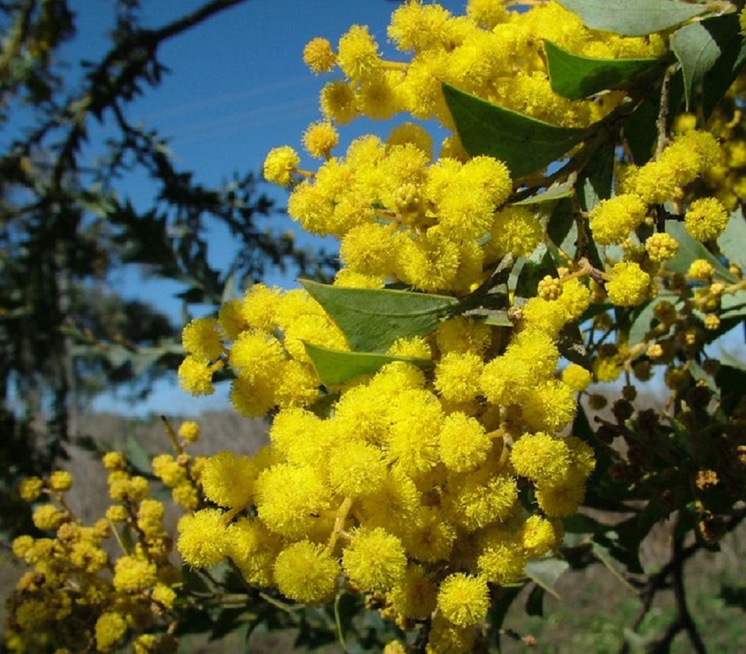 さんかくばアカシア（三角葉アカシア）の花