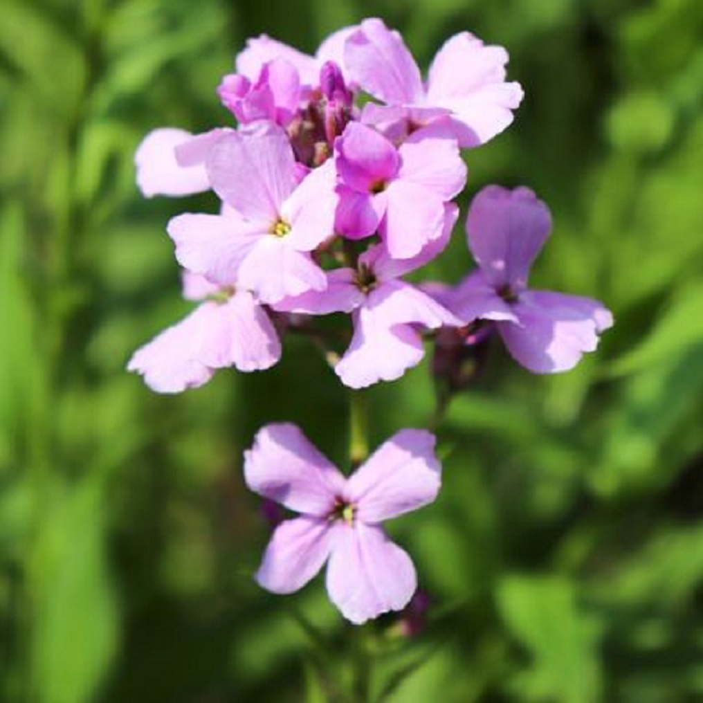 よるざきあらせいとうの花