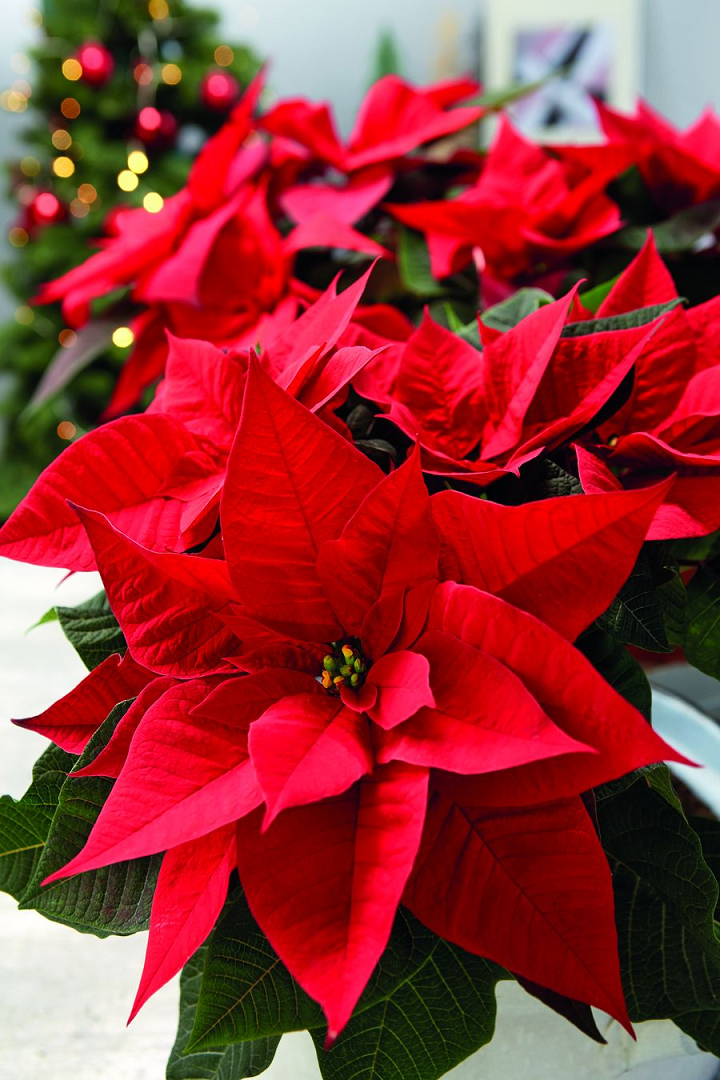 ポインセチア - GreenJane