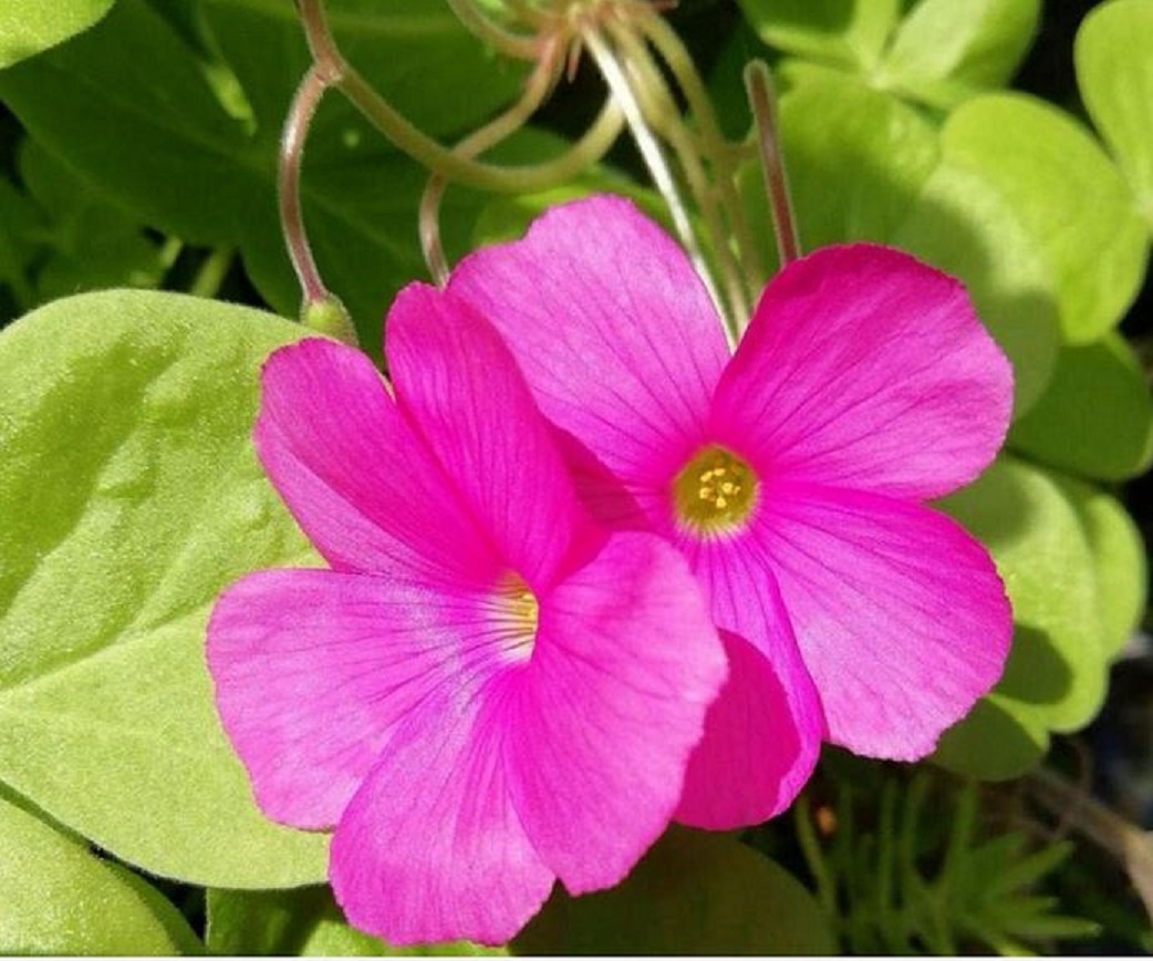 オキザリス・ボーウィの花