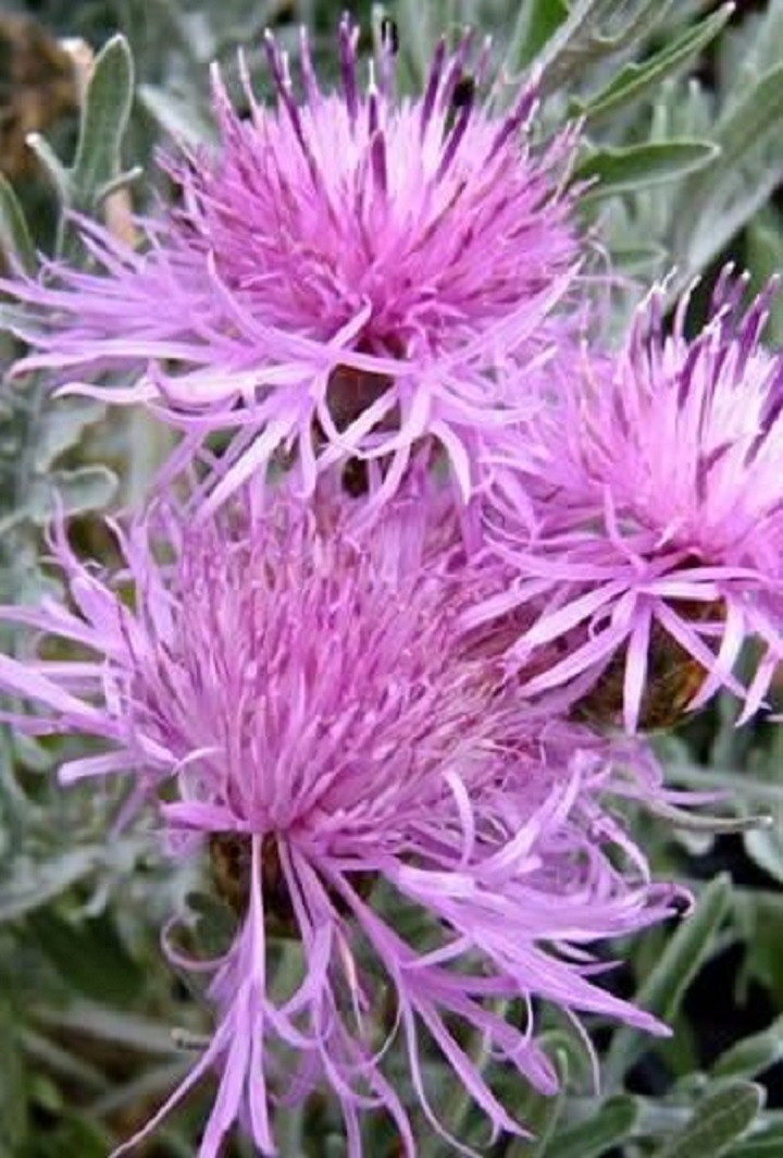 セントーレア・シルバーフェザーの花