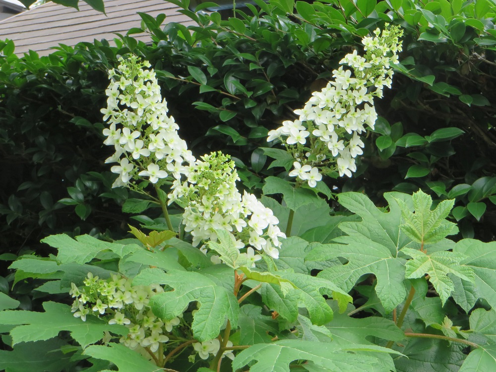 かしわばあじさい