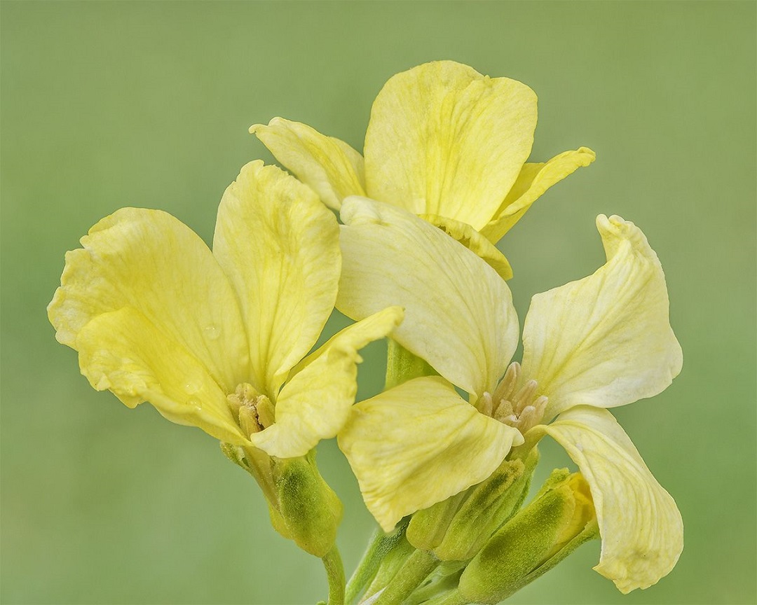 においあらせいとうの花