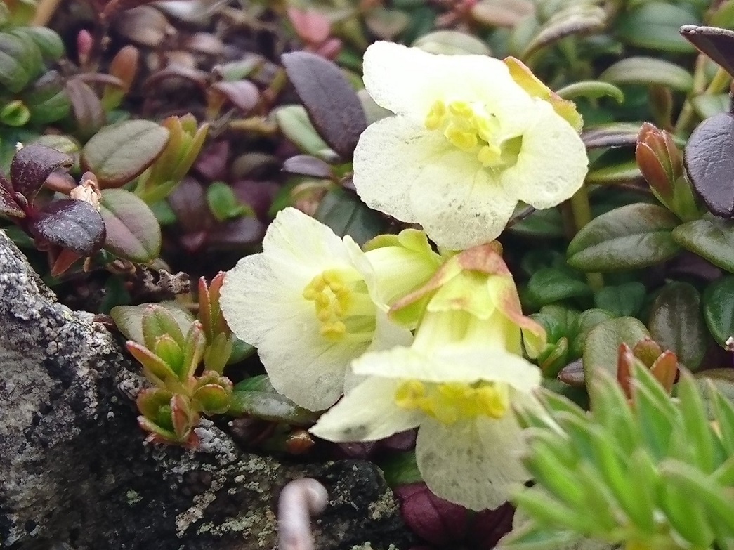 いわうめの花