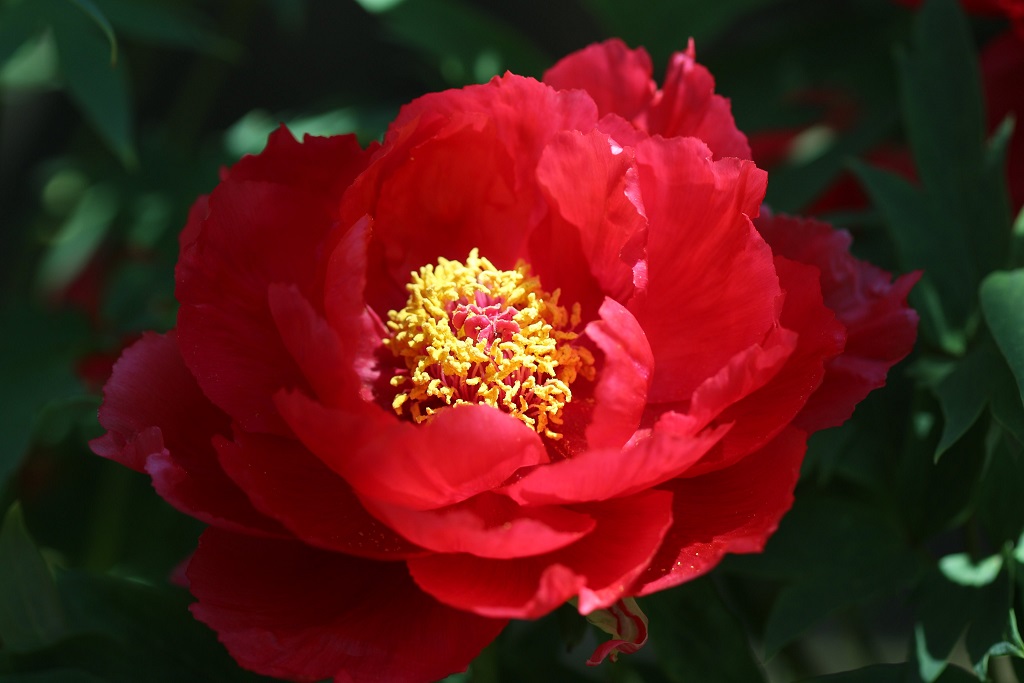 ぼたんの花