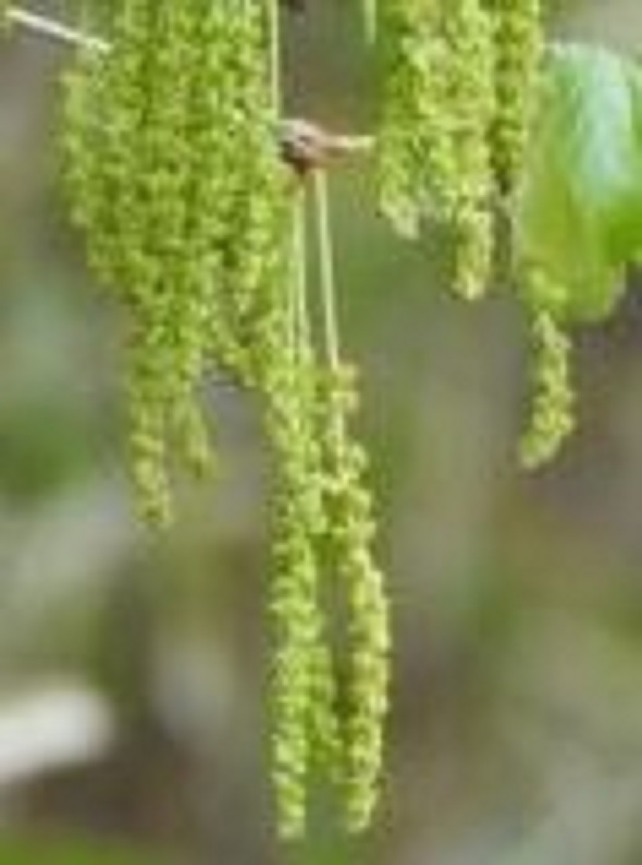 こならの花