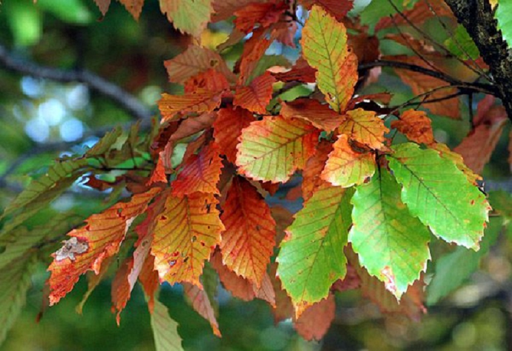 こならの紅葉