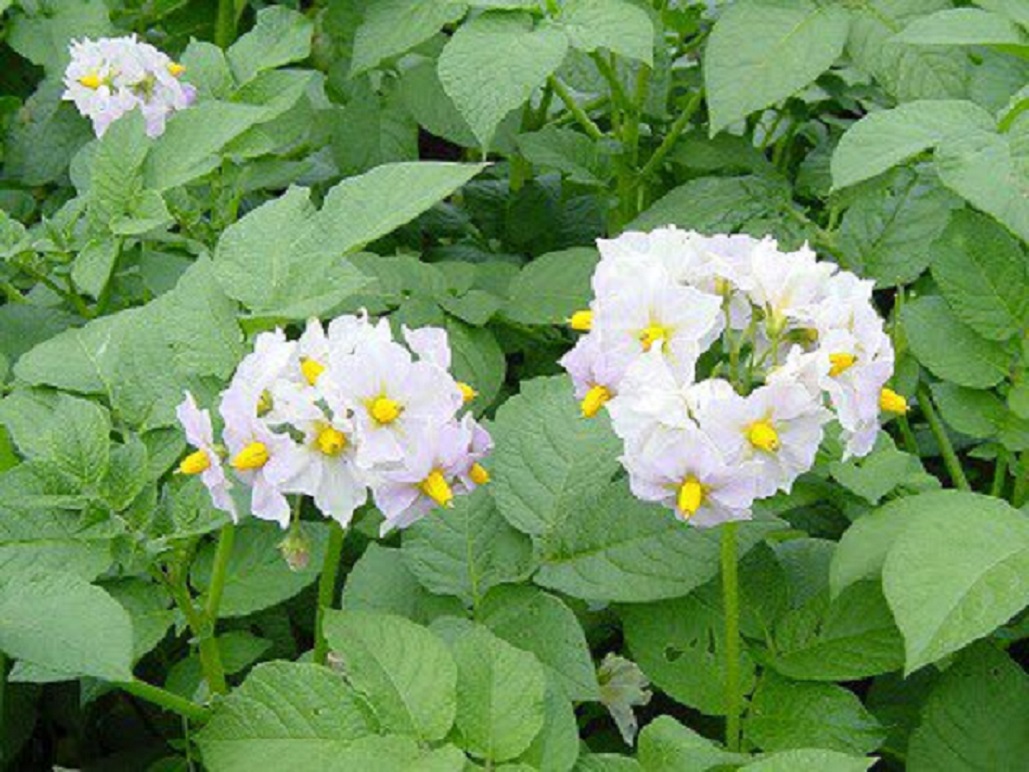 じゃがいもの花