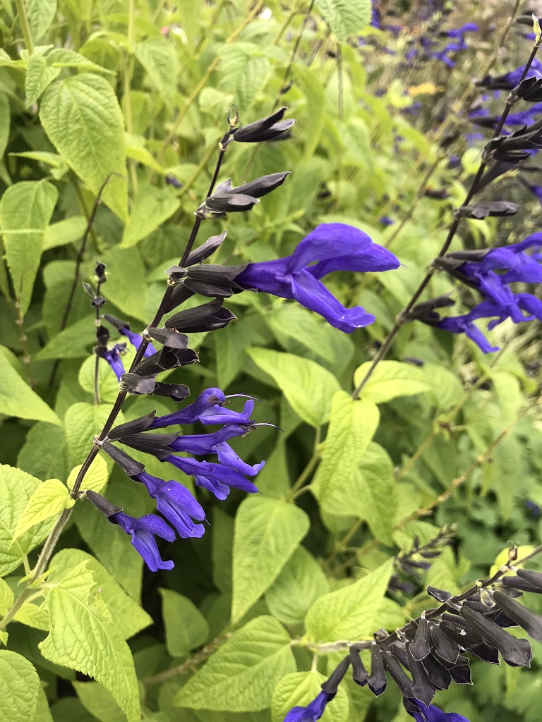 メドーセージ Greenjane メドーセージ Greenjane