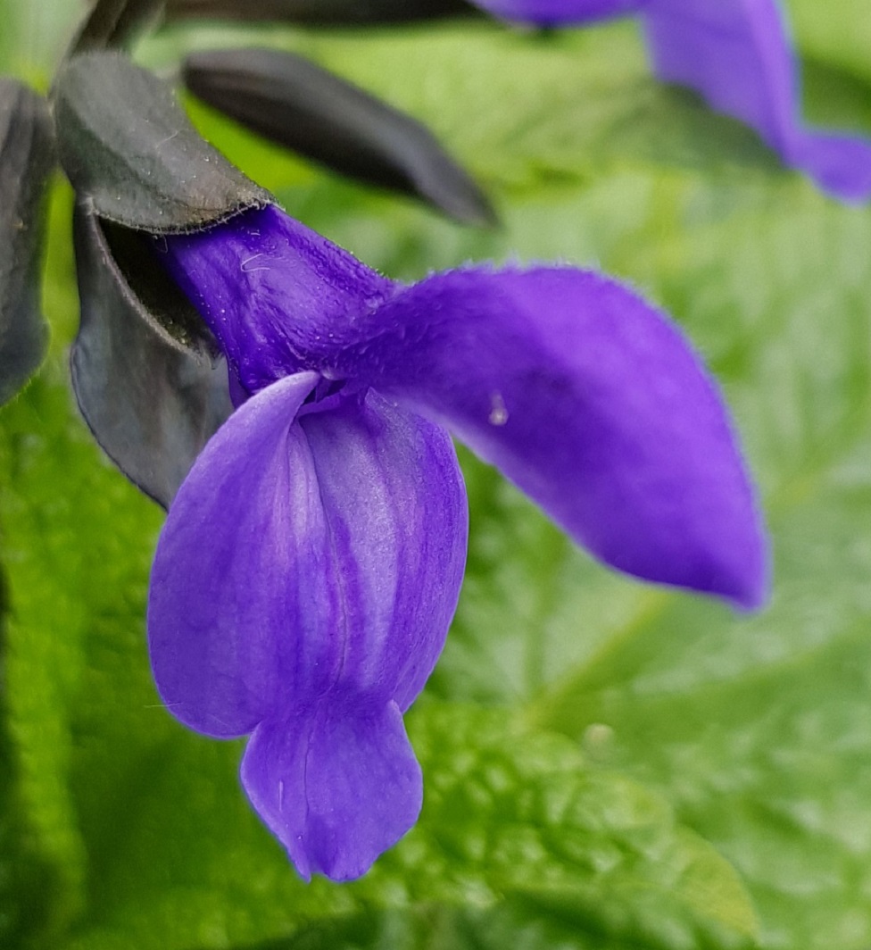 メドーセージの花
