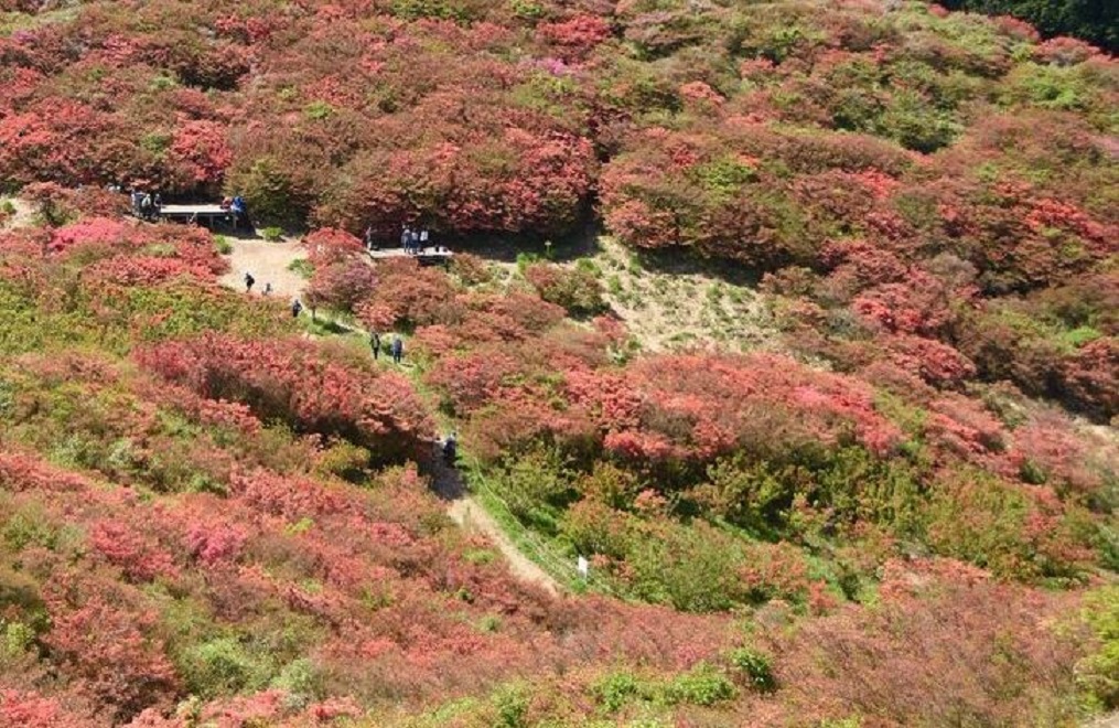 やまつつじ - GreenJane