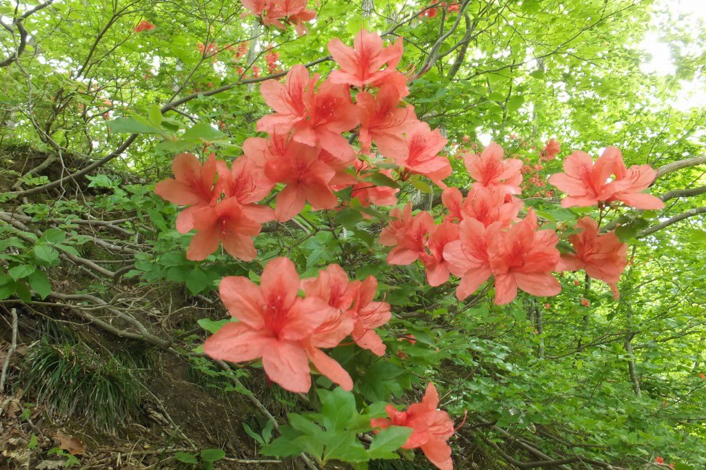 やまつつじ Greenjane