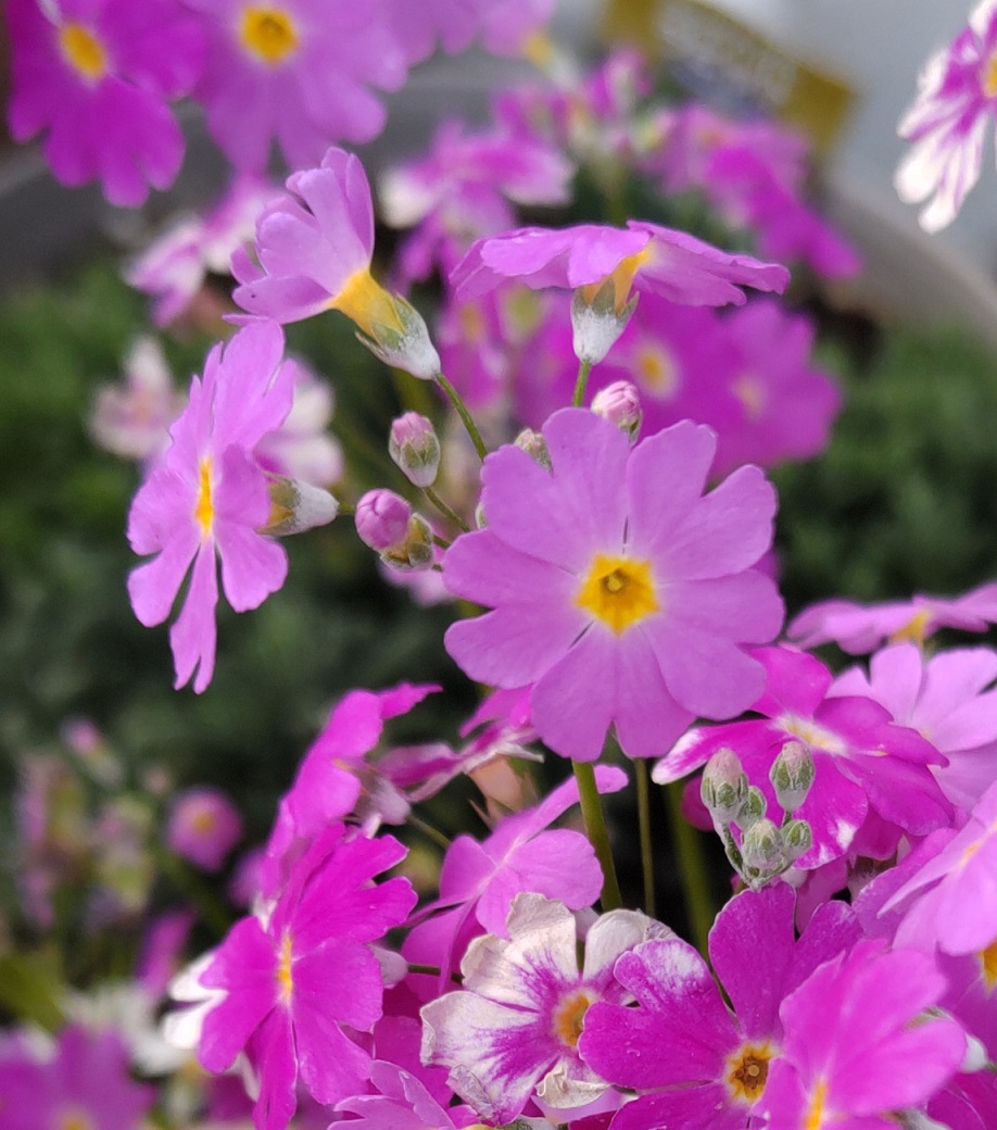 さくらそう - GreenJane