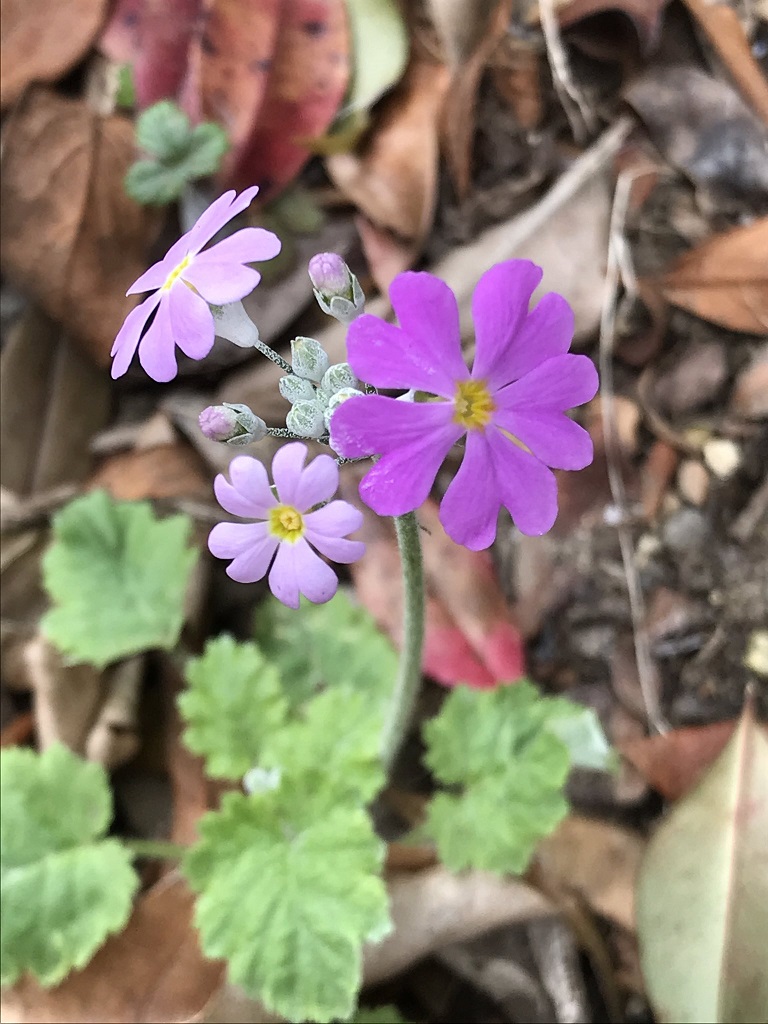 さくらそうの花