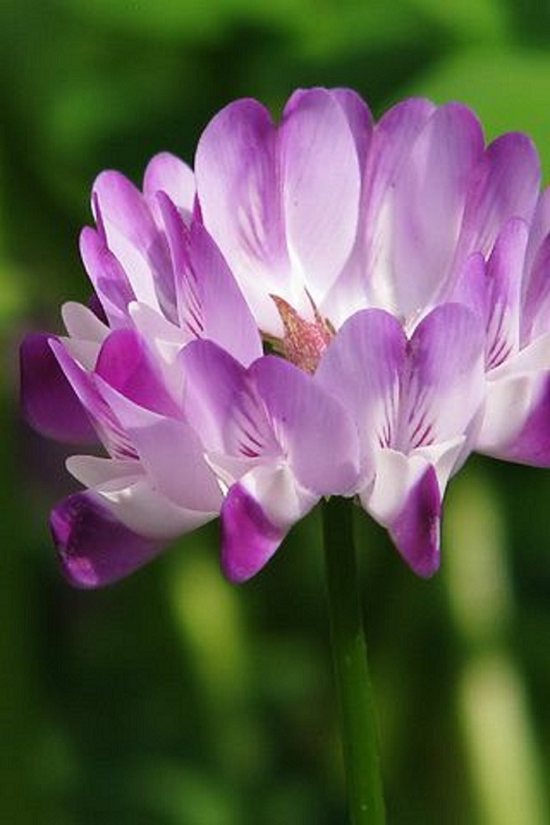 れんげそうの花