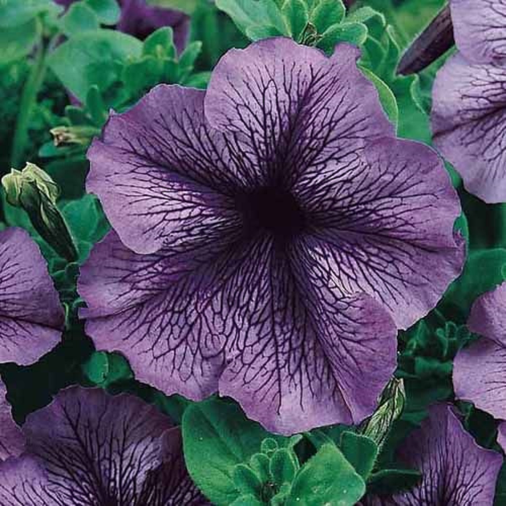 ペチュニア’ブルーダディー’の花