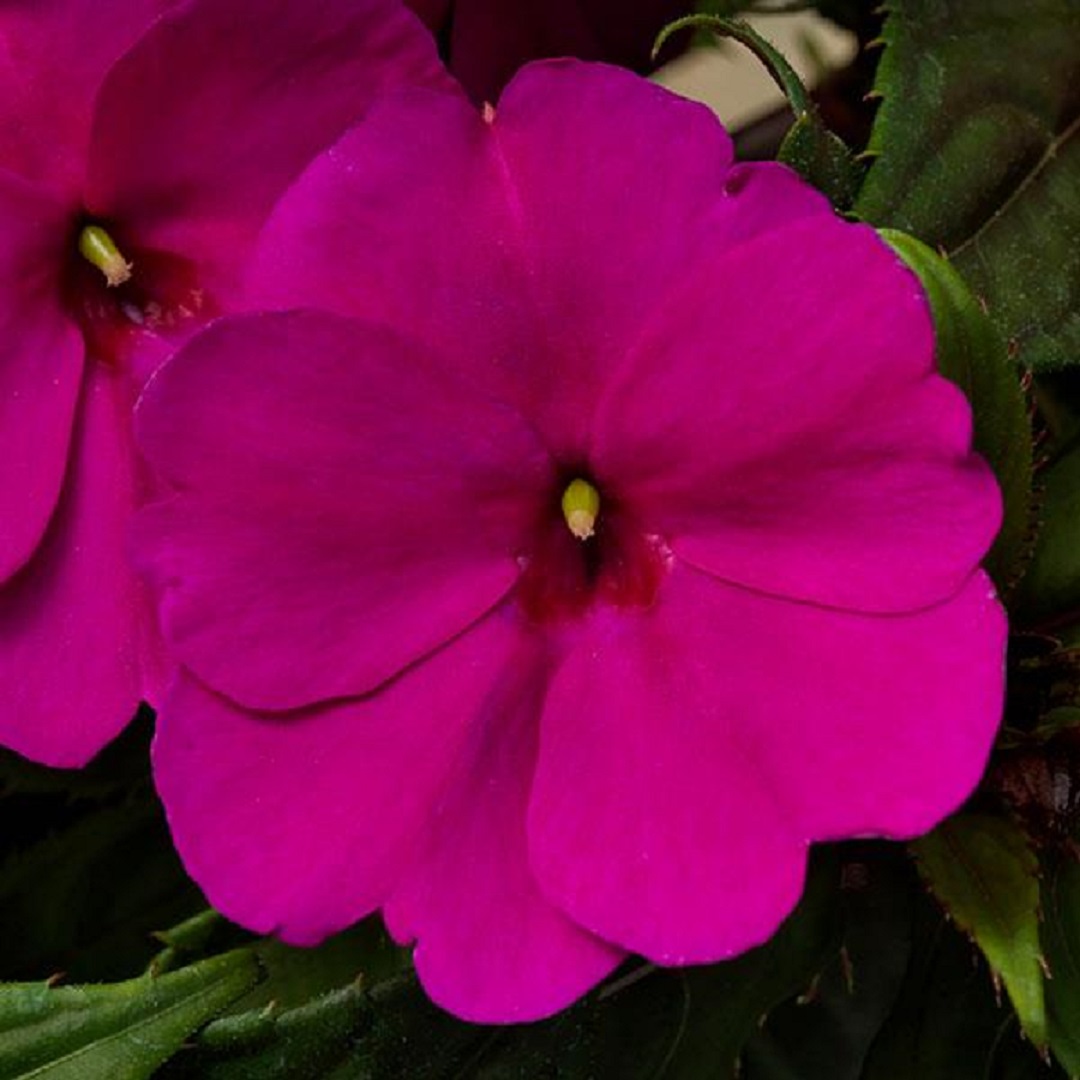 サンパチェンスの花