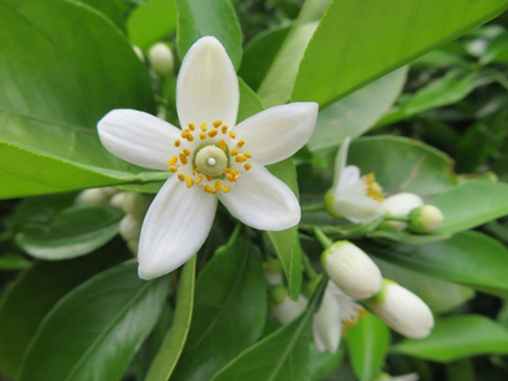 こうじの花