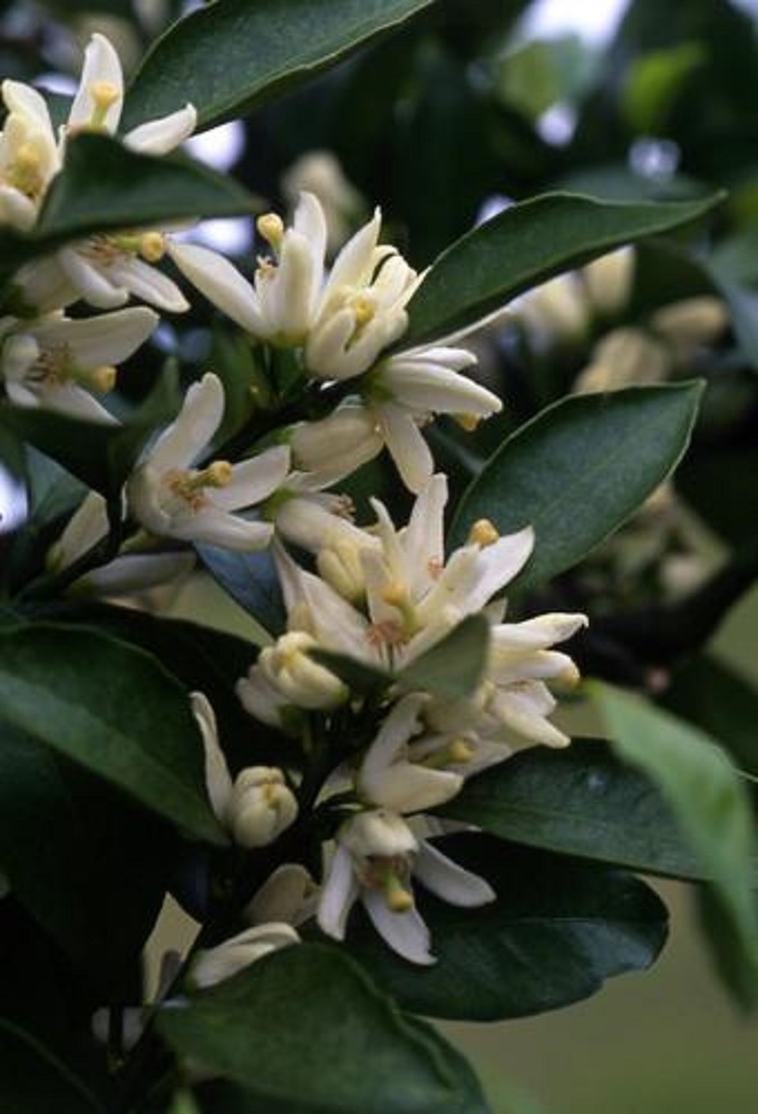 こうじの花の群生