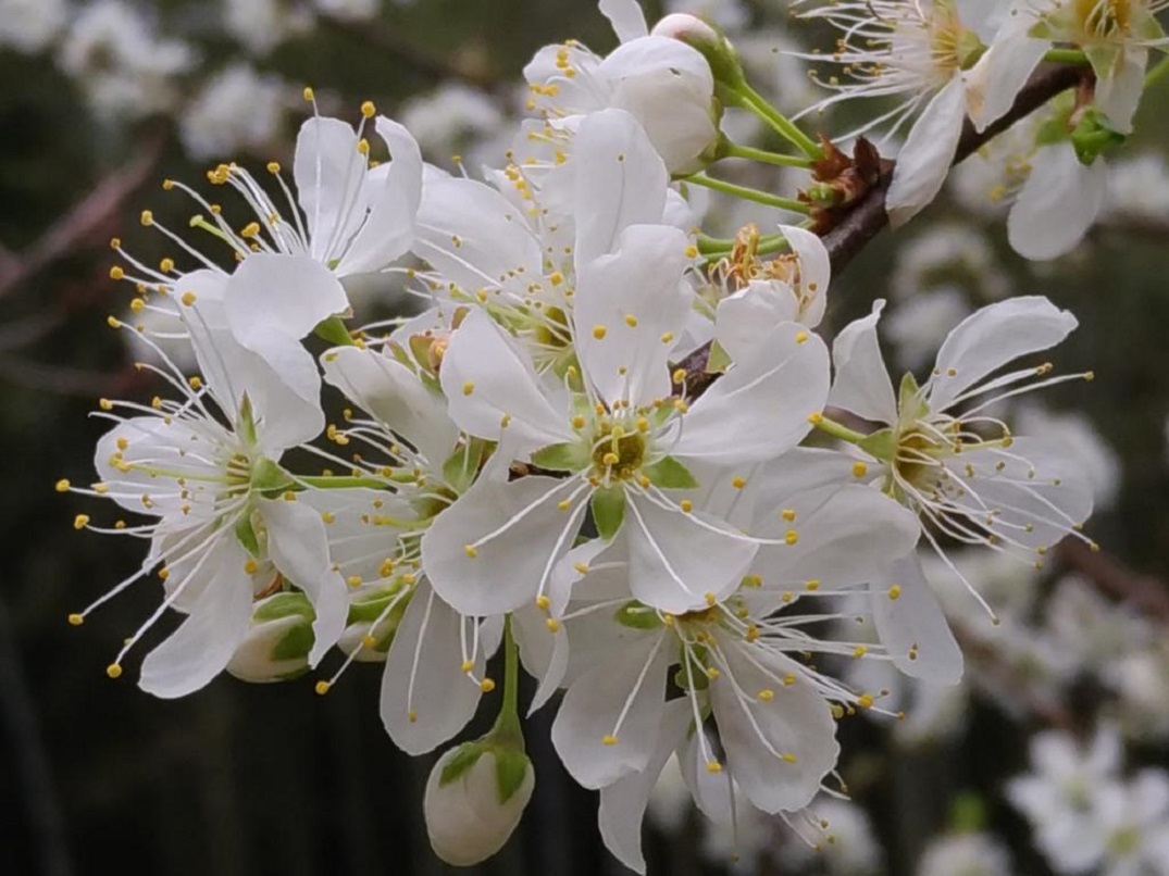 すももの花